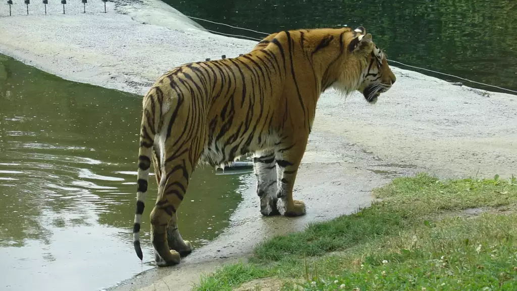 Tigre au parc Bellewaerde
