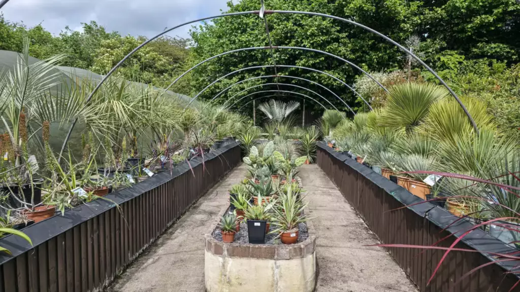 Allées de plantes en jardinerie
