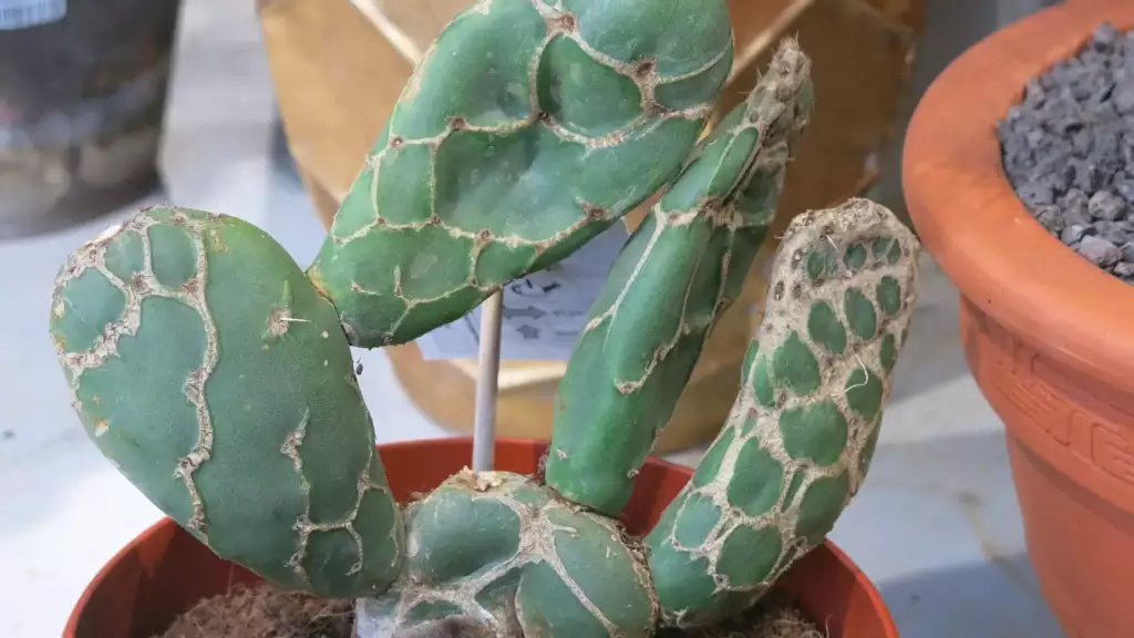 Cactus en pot