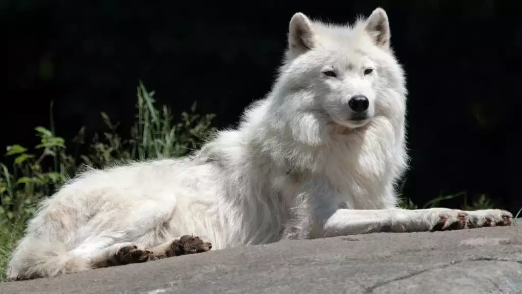Loup blanc couché sur un rocher