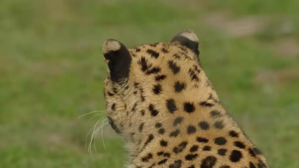 Panthère de l'Amour au Parc des Félins