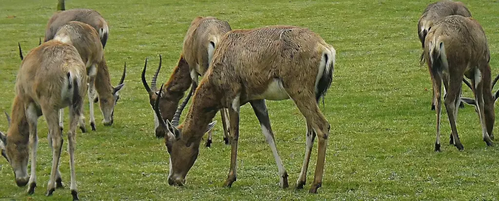 Antilopes sur la piste safari de Planète Sauvage