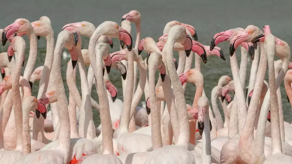 Flamants roses à la Réserve africaine de Sigean