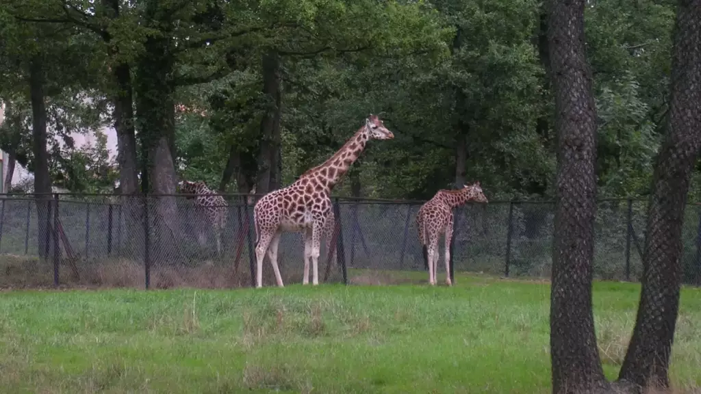 Girafes au Safari de Peaugres