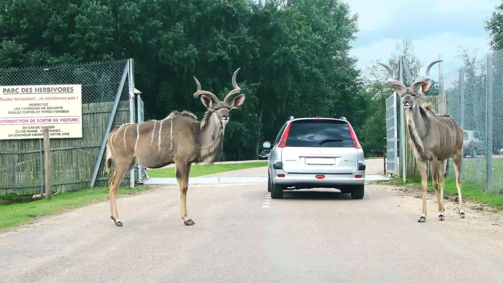 Safari en voiture à Thoiry au milieu des antilopes