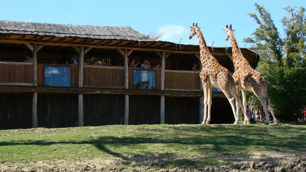 Girafes au zoo d'Amnéville