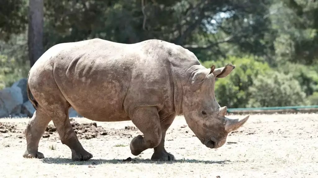 Rhinocéros au zoo de la Barben