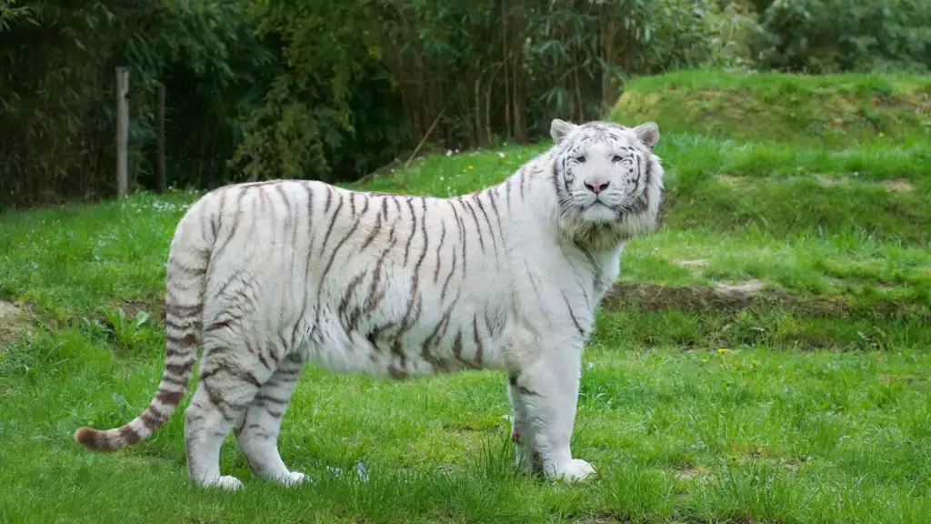 Tigre blanc au zoo de La Flèche